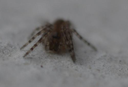 Segestria sp.